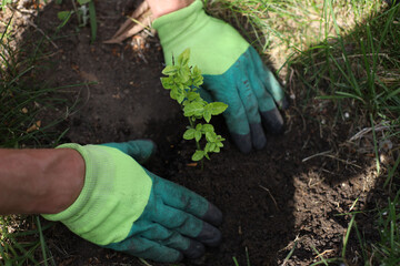 Planting trees and shrubs. Eco landscape. Greening the planet. Landscaping.