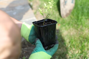 Planting trees and shrubs. Eco landscape. Greening the planet. Landscaping.