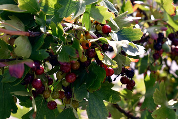 green berries on the tree
