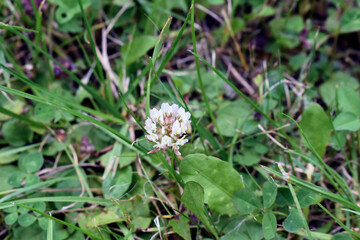 alfalfa flower in the field