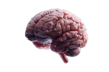 Human Brain with Neural Connections Isolated on Transparent Background

