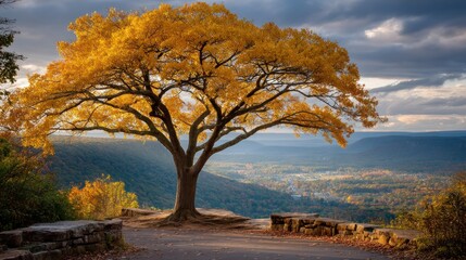 Naklejka premium Golden tree atop cliff, overlooks valley in autumn sunlight