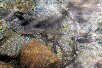 fish in the sea