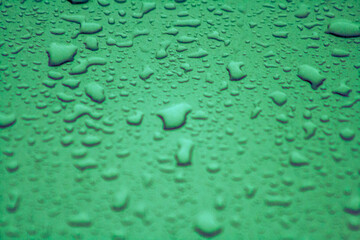 jackdaw, bird, crow, corvid, berry, beak, perch, fence, metal, urban, city, wild, wildlife, nature, feeding, eat, black, grey, feather, avian, closeup, focus, background, natural, daylight, outdoor, s