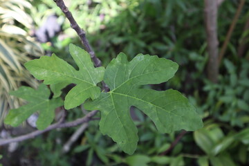 green leaves of a tree