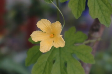 yellow flower on a leaf