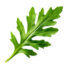 Organic Fresh Arugula (Rocket) Leaves Isolated on Transparent Background


