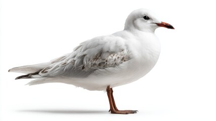 Obraz premium Natural white seagull isolated on a white background, aquatic animal.