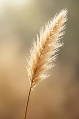 A single, delicate stalk of pale, feathery grass illuminated by soft, golden sunlight against a blurred background of muted earth tones.
