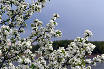 blooming cherry tree