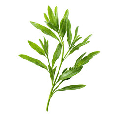 Fresh Green Sage Herb Sprig Isolated on Transparent Background

