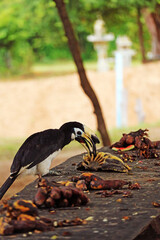 Female Oriental Pied Hornbill Eating bananas left for them by the island dwellers, Koh Paluai island, Thai Gulf, Surat Thani, Thailand