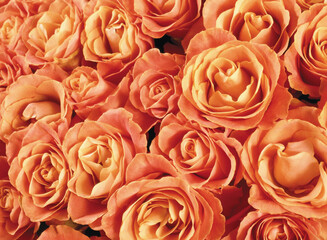 yellow roses background