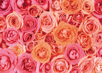 pink roses background