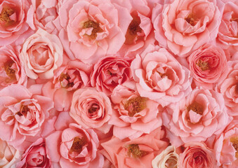 pink roses background