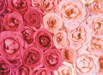 pink roses background