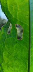 Close-up view of a vibrant green leaf showing intricate patterns and textures amid a natural setting in daylight