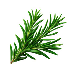 Fototapeta premium Fresh Green Rosemary Sprig Herb Isolated on Transparent Background