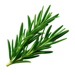 Fototapeta premium Fresh Green Rosemary Sprig Herb Isolated on Transparent Background