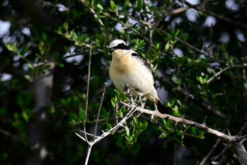 Balkansteinschmätzer // Eastern black-eared wheatear (Oenanthe melanoleuca) - Peloponnes, Griechenland
