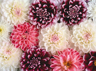 chrysanthemum flowers background