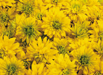 yellow chrysanthemum background