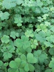 green clover background