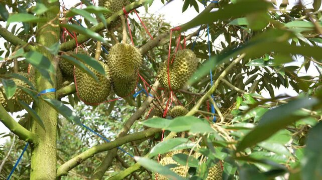 Durian orchards in Thailand are considered the country's agricultural sector and exported to foreign countries, playing an important role in the local economy and the international durian market.