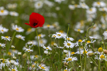 Poppy and Daisies in a Meadow