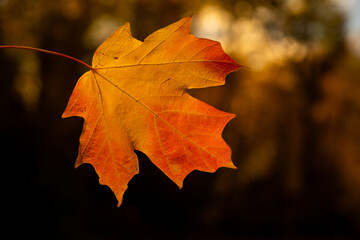 Autumn fall background. Maple leaves in autumn. Autumnal landscape. Pattern of fall. Natural beauty of fall. Falling leaves. Fallen leaves autumn wallpaper. Autumn leaves. Fall foliage.