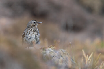 Rock Pipit on Rocky Shore