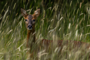 Roe Deer in long grass