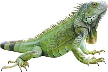 Obraz premium colorful green iguana displaying vibrant scales isolated on white background PNG, ai generated