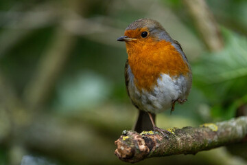 Robin Redbreast perched on a branch with one foot  raised