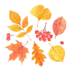 Watercolor set of autumn leaves and red berries isolated on white background