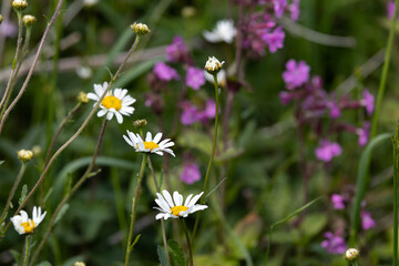 Daisies in a Meadow
