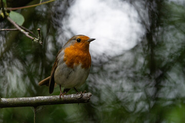 Robin Redbreast Perched on a branch