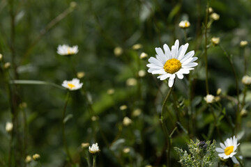 Close up of a Daisy in a Meadow