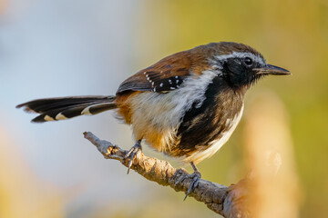 Rusty-backed Antwren - Formicivora rufa 