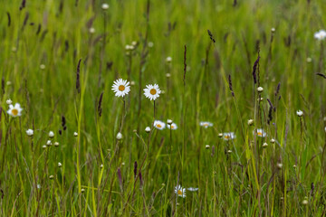 Daisies in a Meadow