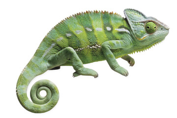 Obraz premium colorful green iguana displaying vibrant scales isolated on white background PNG, ai generated