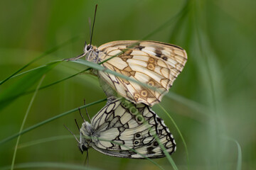 Joli couple de papillon