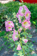Pink flowering common hollyhock (Alcea rosea)
