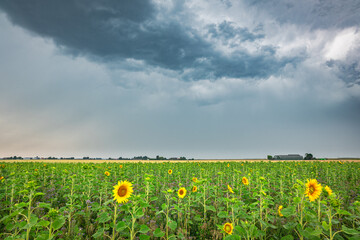 Thundery sky over a field with sunflowers