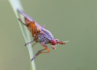 Hornfliege