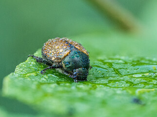 Käfer