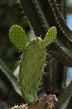Planta de nopal