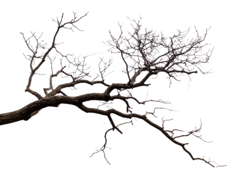 Simple Tree Branch with No Leaves, Isolated on Transparent Background