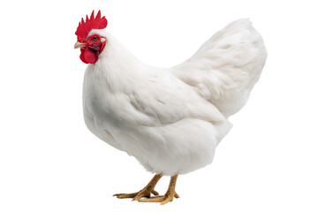 Fototapeta premium A beautiful white chicken isolated on a black background.