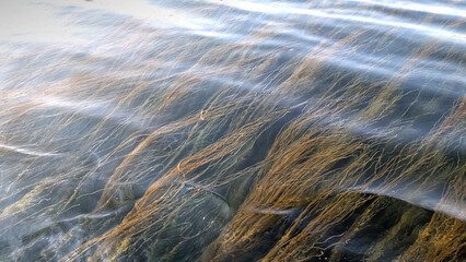 Sea spaghetti eadible seaweed (thonghweed or himanthalia elongata) in water during a low tide in Atlantic Ocean, Northen Europe. Background © Alena AV